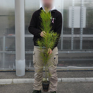 arbre de noel - pin maritime en pot 1l
